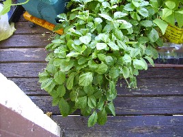 alpine strawberries