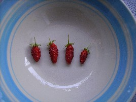 alpine strawberries in bowl