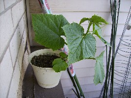 mini cucumber in 6 inch pot