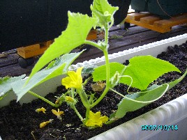 cucumber plant in window box