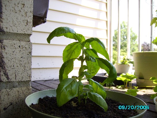 basil growing in a 6 inch pot