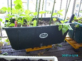 radishes growing in earthbox