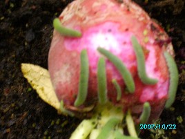 green worms on radishes