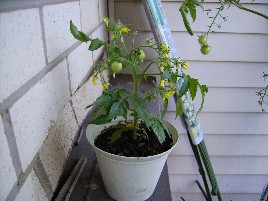 micro tom tomatoes