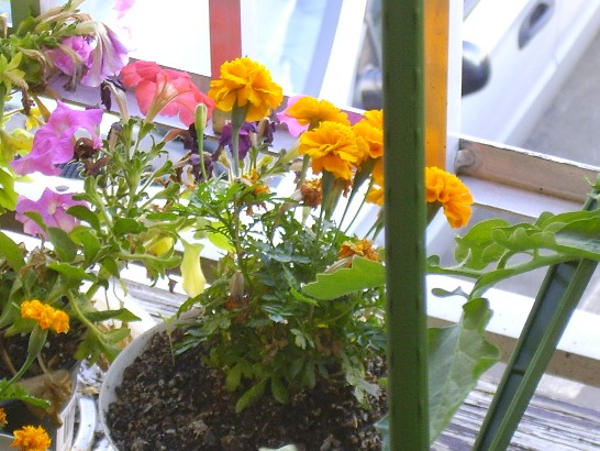 marigolds and petunias